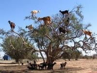 上天的恩賜 撒哈拉沙漠羊上樹(多圖/視頻)
